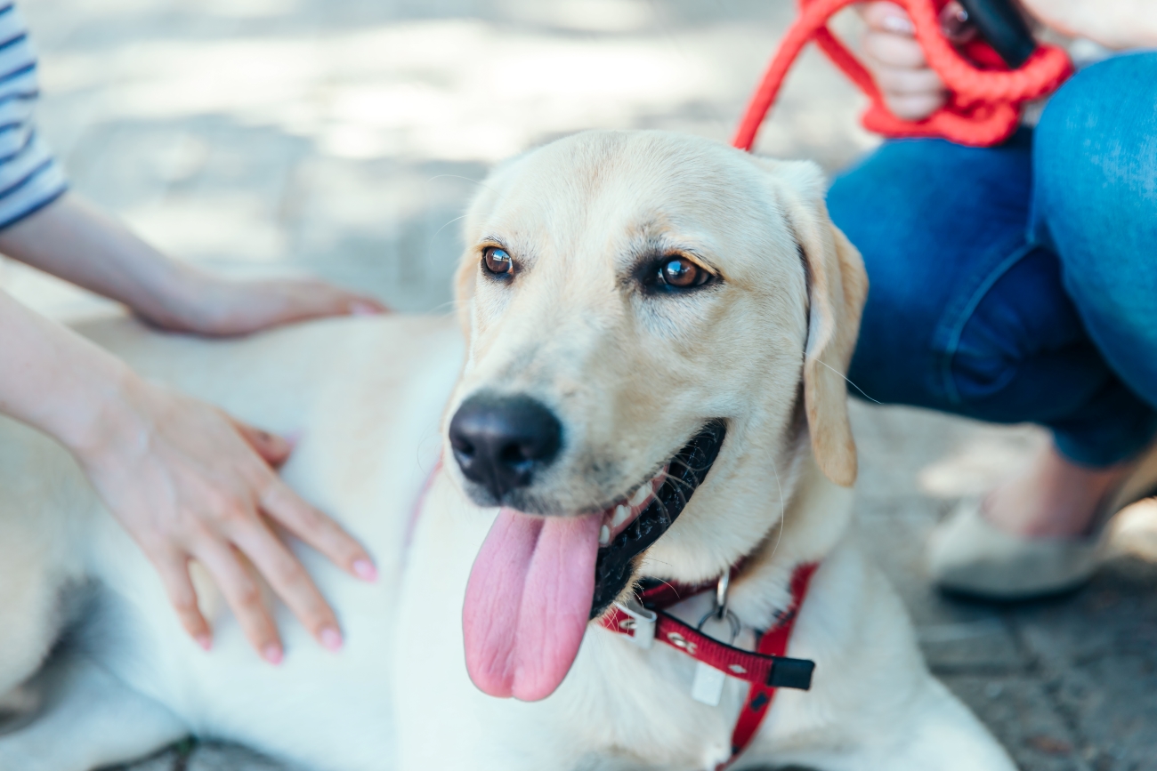 日本盲導犬協会ラブラドール募金